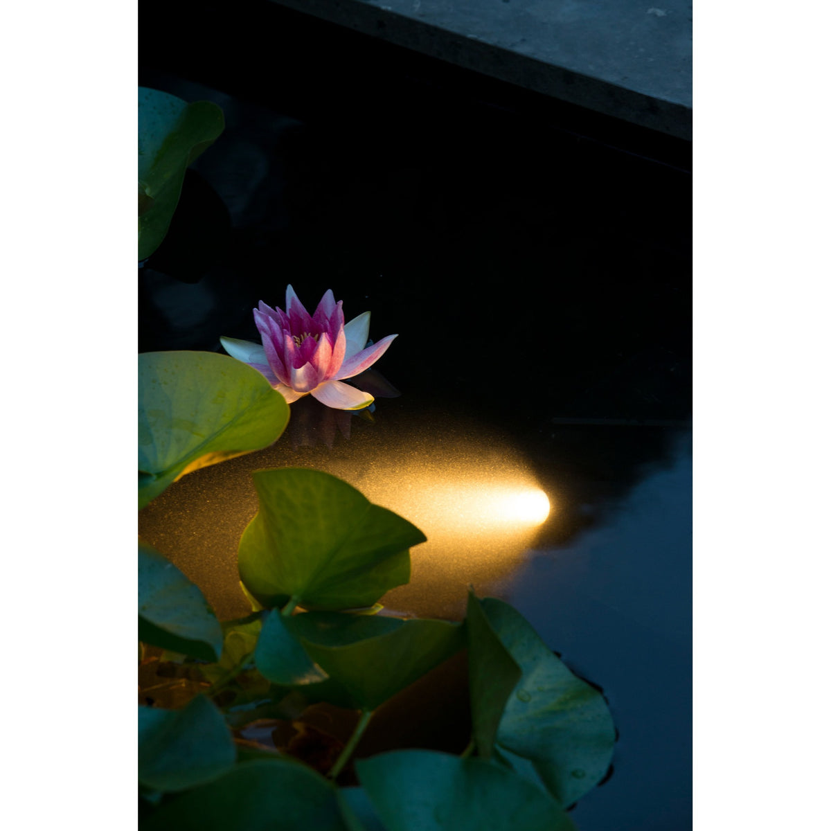 Ubbink aquaspotlight Power LED oświetlenie podwodne Lampa LED (czarna)