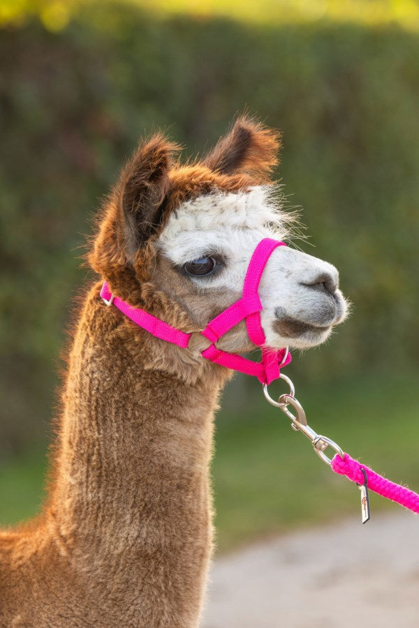 Produkty Alpaca Kantar w kolorze różowym