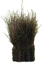 Eurotools Zamiatarka brązowa 75cm