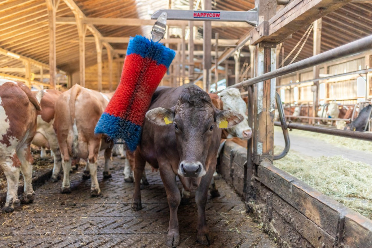 Produkty Happycow szczotka do bydła Freemaxi