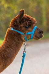 Produkty Alpaca Halter Blue