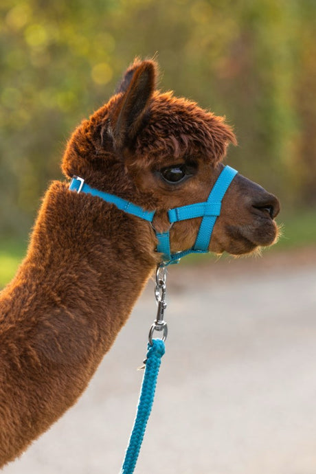 Produkty Alpaca Halter Blue