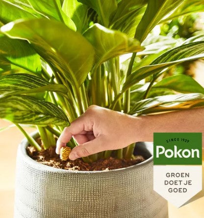 Pokon produkty tarasowe rośliny balkonowe szyszki odżywcze 10 szt
