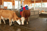 Produkty Happycow krowa szczotka duet