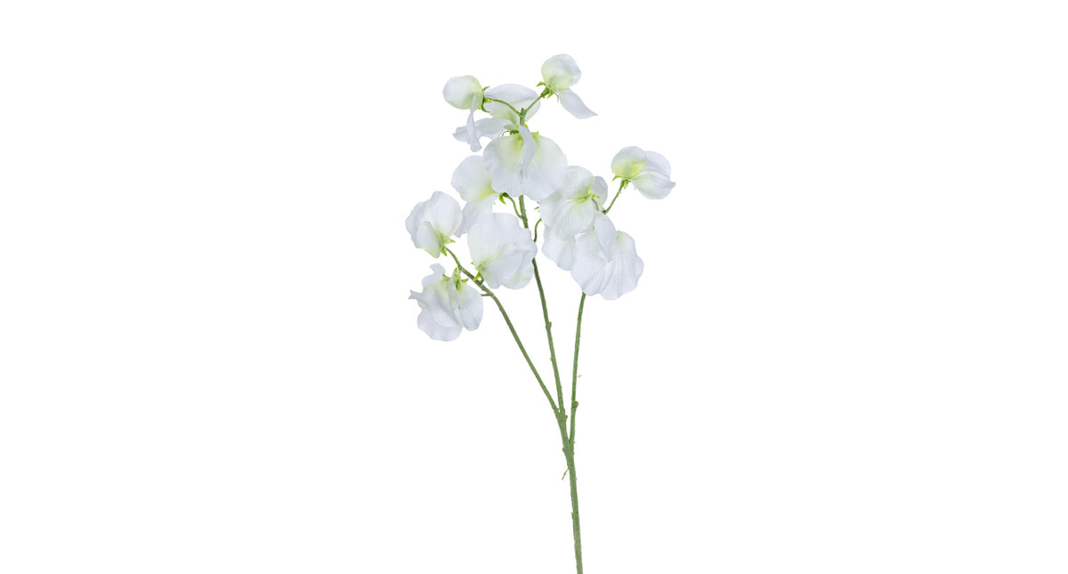 Lathyrus l68cm wit