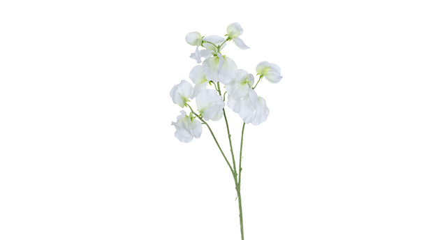 Lathyrus l68cm wit