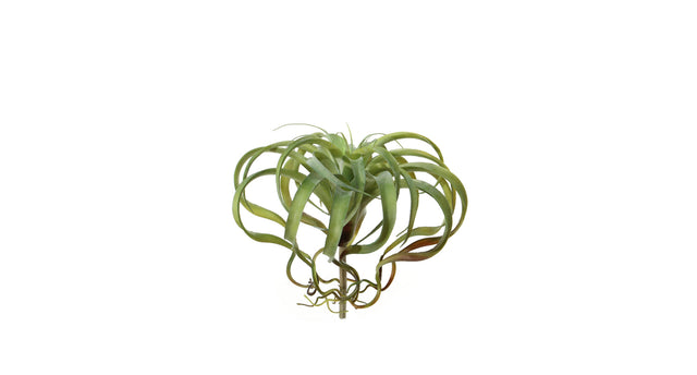 Tillandsia d35cm groen