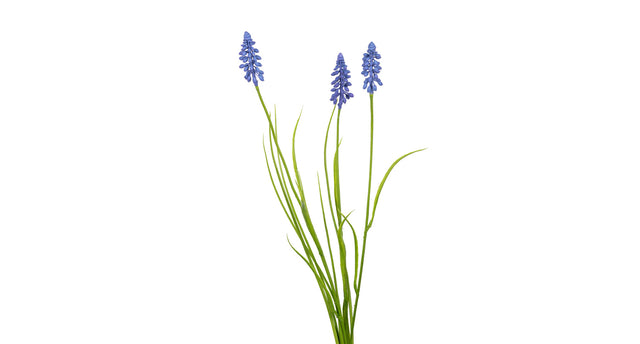 Muscari gras l70cm blauw