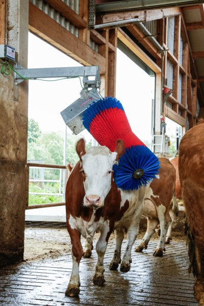 Produkty Happycow szczotka do krów maxiswing