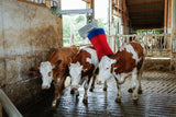 Produkty Happycow szczotka do krów maxiswing