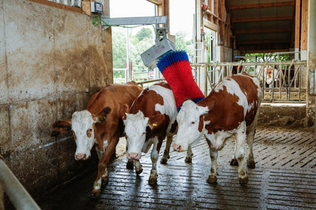 Produkty Happycow szczotka do krów maxiswing