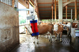 Produkty Happycow szczotka do krów maxiswing