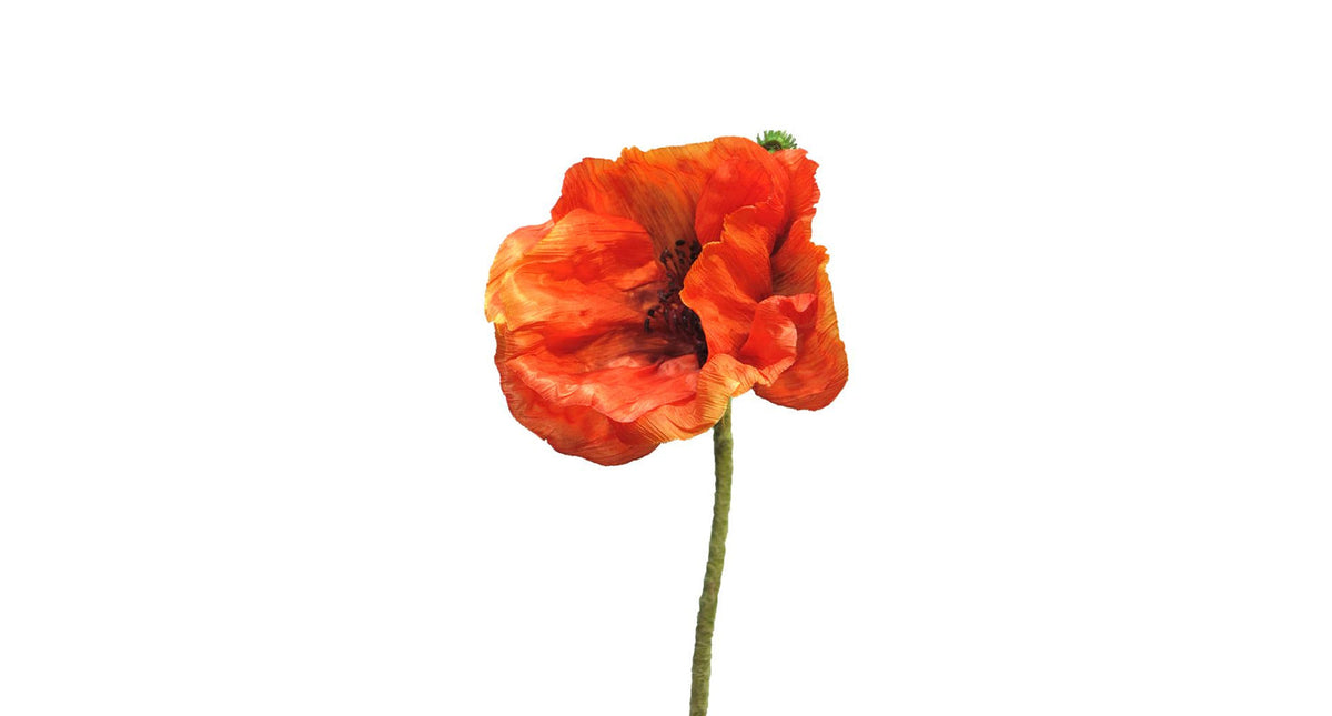 Papaver nudicaule orange open flower 70cm
