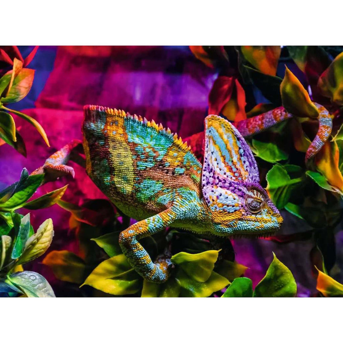 Puzzle Ravensburger Kameleon 500 elementów