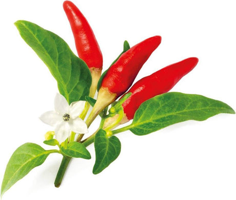 Click Grow Click Grow Uzupełnij ostrą papryczkę chili 3 sztuki