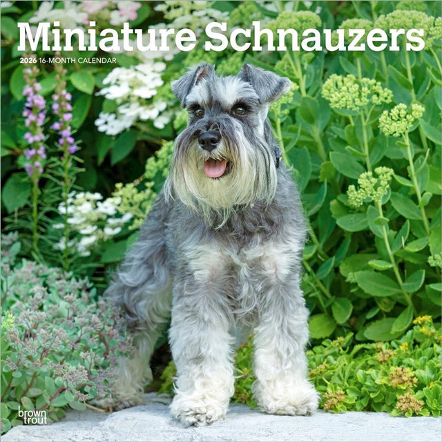 Browntrout miniatuur schnauzer kalender 2026