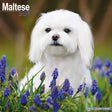 Avonside maltezer kalender 2027