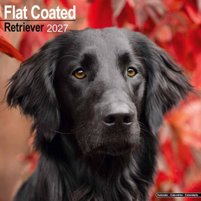 Avonside flatcoated retriever kalender 2027