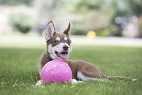 Jolly Pets Jolly Ball Bounce-n Play - ø 20 cm - zabawka dla psa o zapachu gumy do żucia - idealna piłka do skakania - odporna na ugryzienia - różowa
