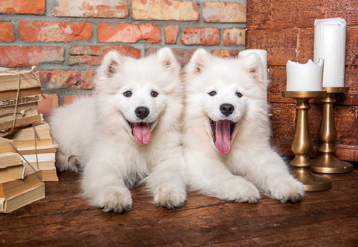 Układanka Castorland Samoyed szczenięta przywitaj się - 1000 elementów.