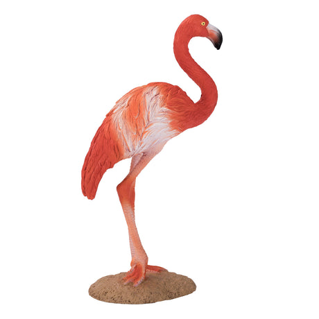 Mojo dziki flaming amerykański - 387134