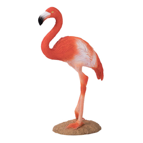 Mojo dziki flaming amerykański - 387134