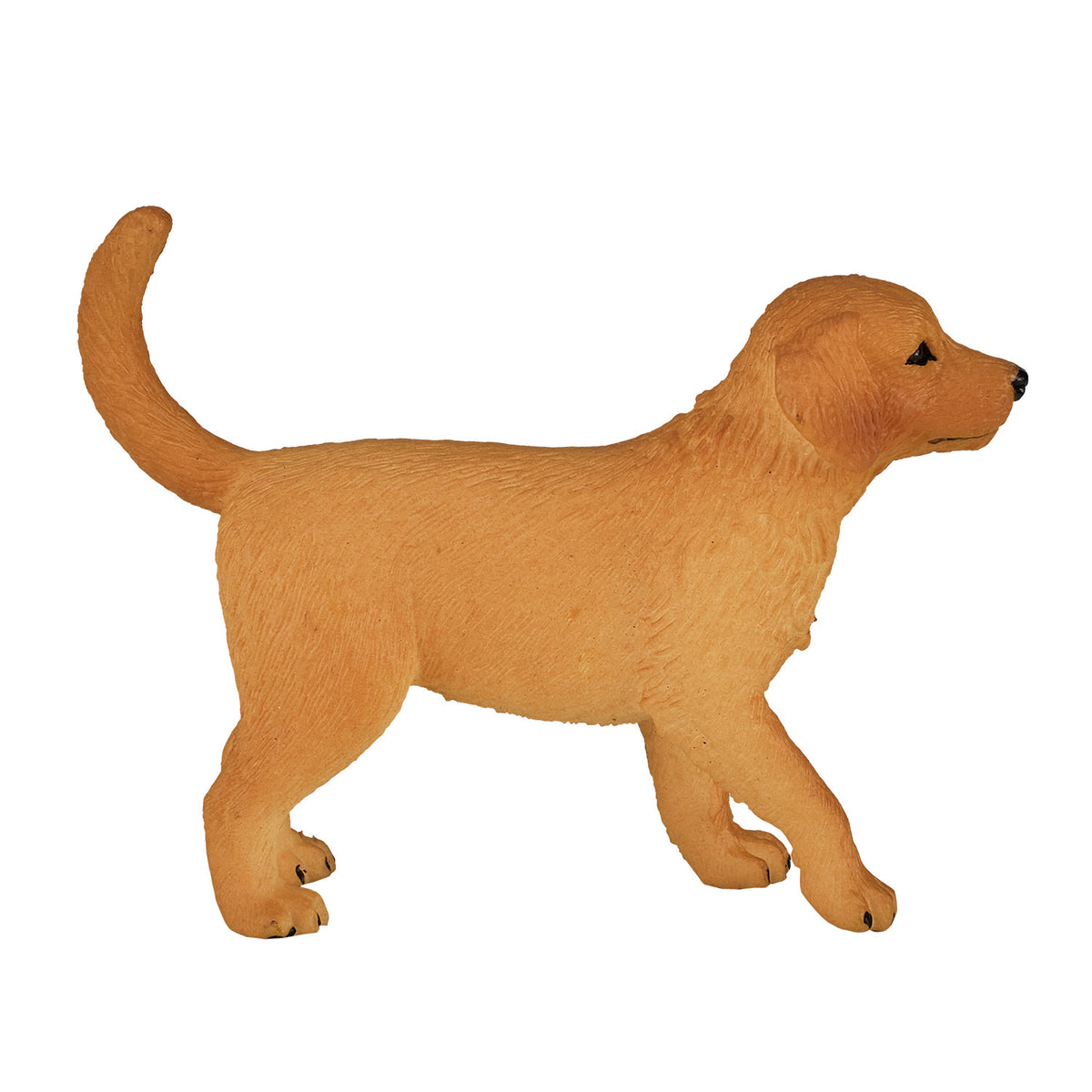 Szczeniak Mojo Farmland Golden Retriever - 387205
