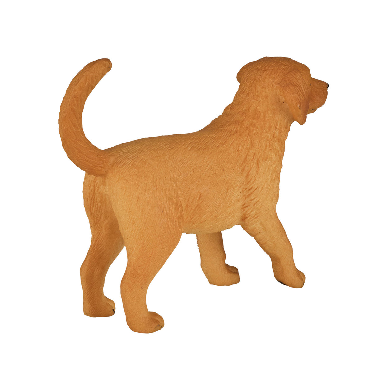Szczeniak Mojo Farmland Golden Retriever - 387205