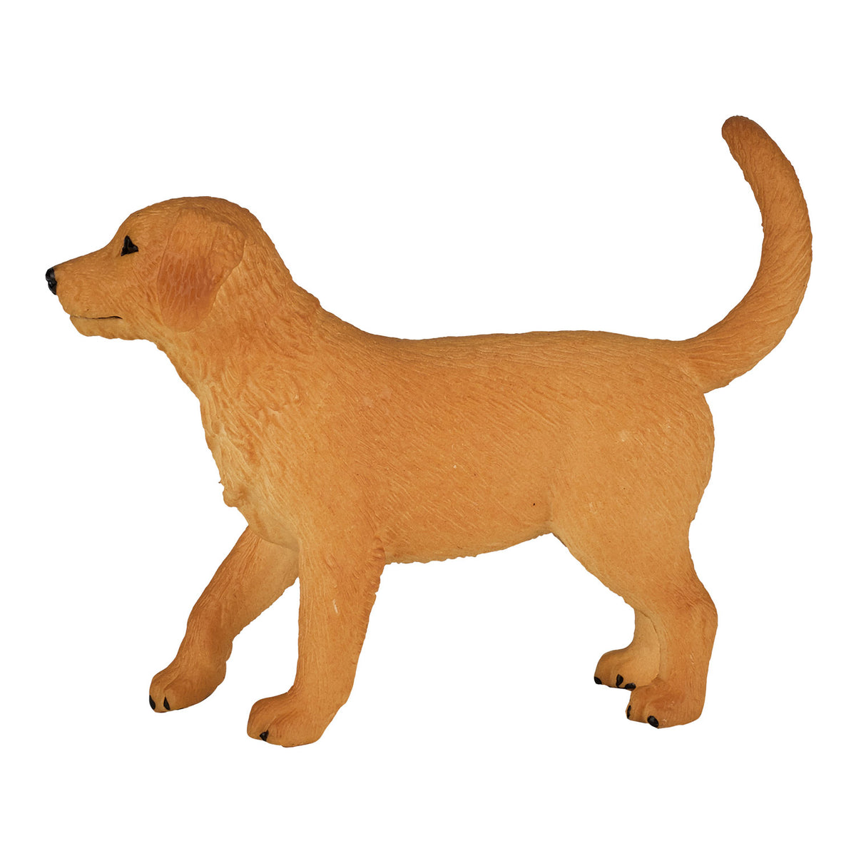 Szczeniak Mojo Farmland Golden Retriever - 387205