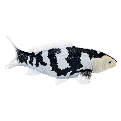 Karp koi Sealife Mojo - shiro utsuri koi - 381102