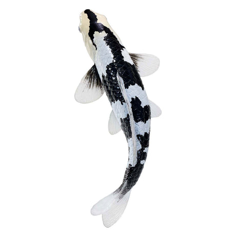 Karp koi Sealife Mojo - shiro utsuri koi - 381102