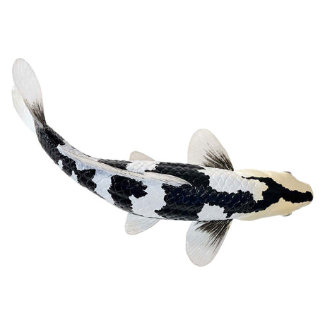 Karp koi Sealife Mojo - shiro utsuri koi - 381102