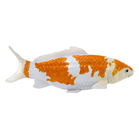 Karp koi Sealife Mojo - ochiba shigure koi - 381104