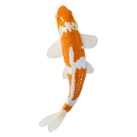 Karp koi Sealife Mojo - ochiba shigure koi - 381104