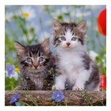 Puzzle Ravensburger koty - 3x49 elementów - puzzle dla dzieci