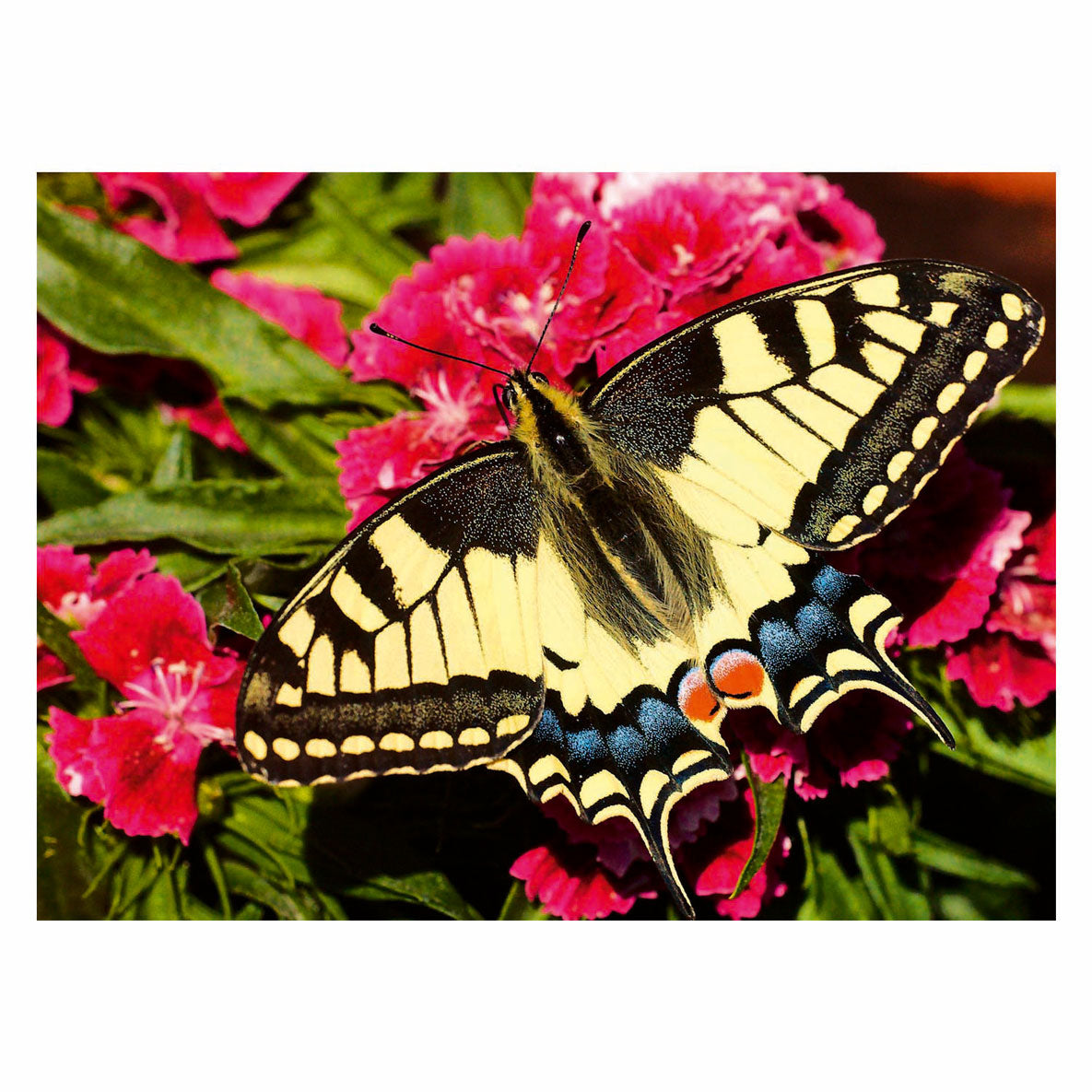 Motyl Ravensburgera