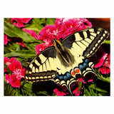 Motyl Ravensburgera