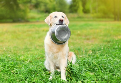 Miska na karmę ze stali nierdzewnej Happy Pet