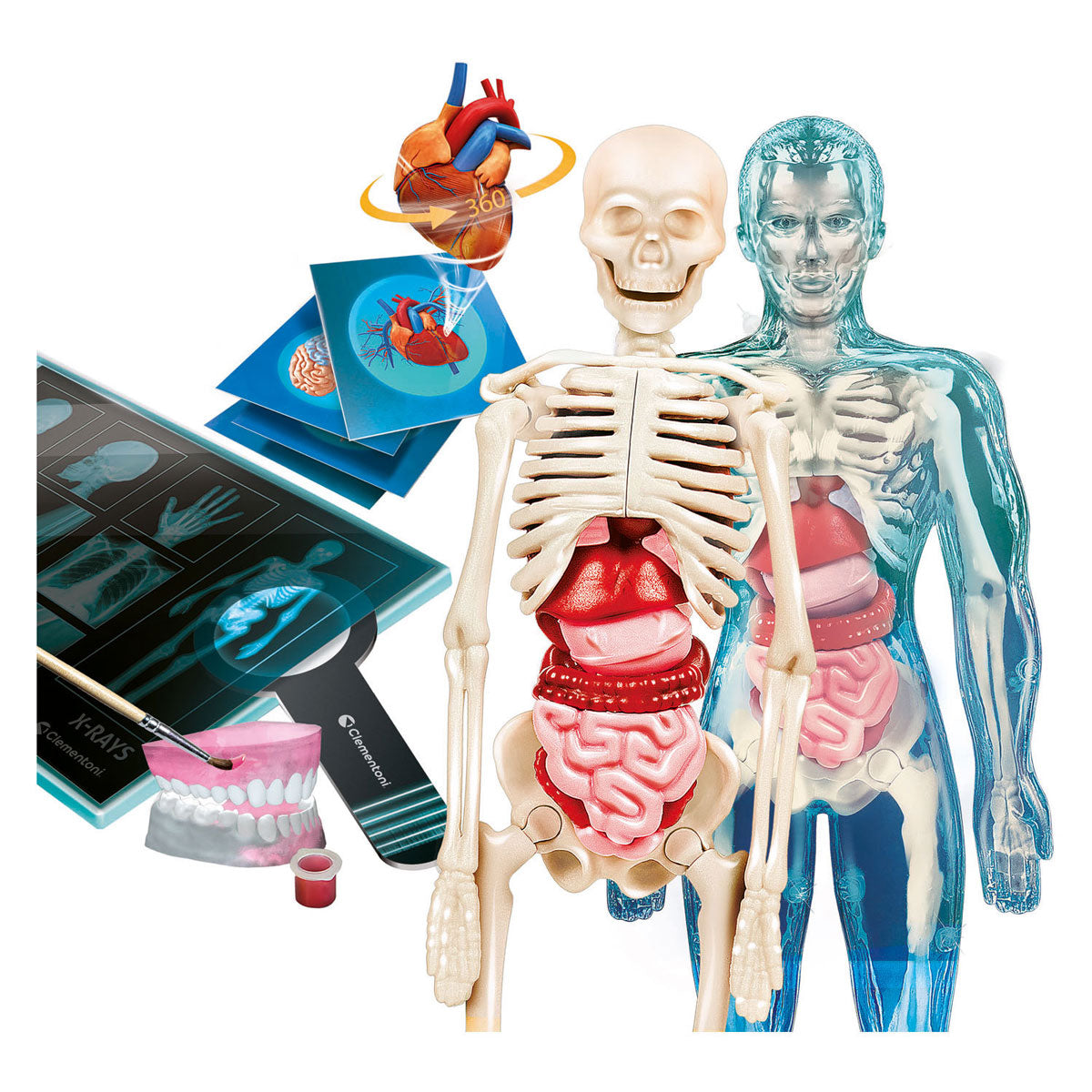 Gra naukowa Clementoni - super anatomia - ciało ludzkie - zabawki edukacyjne - od 8 lat