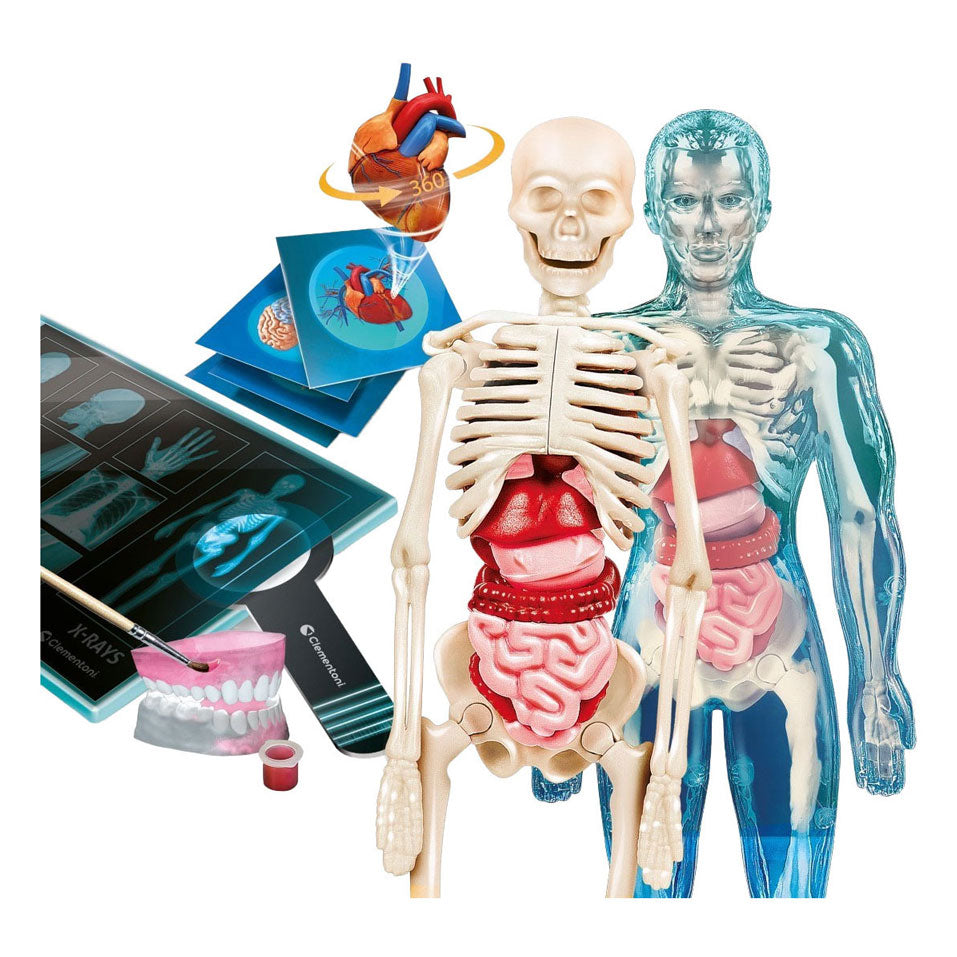Nauka i gra Clementoni - super anatomia