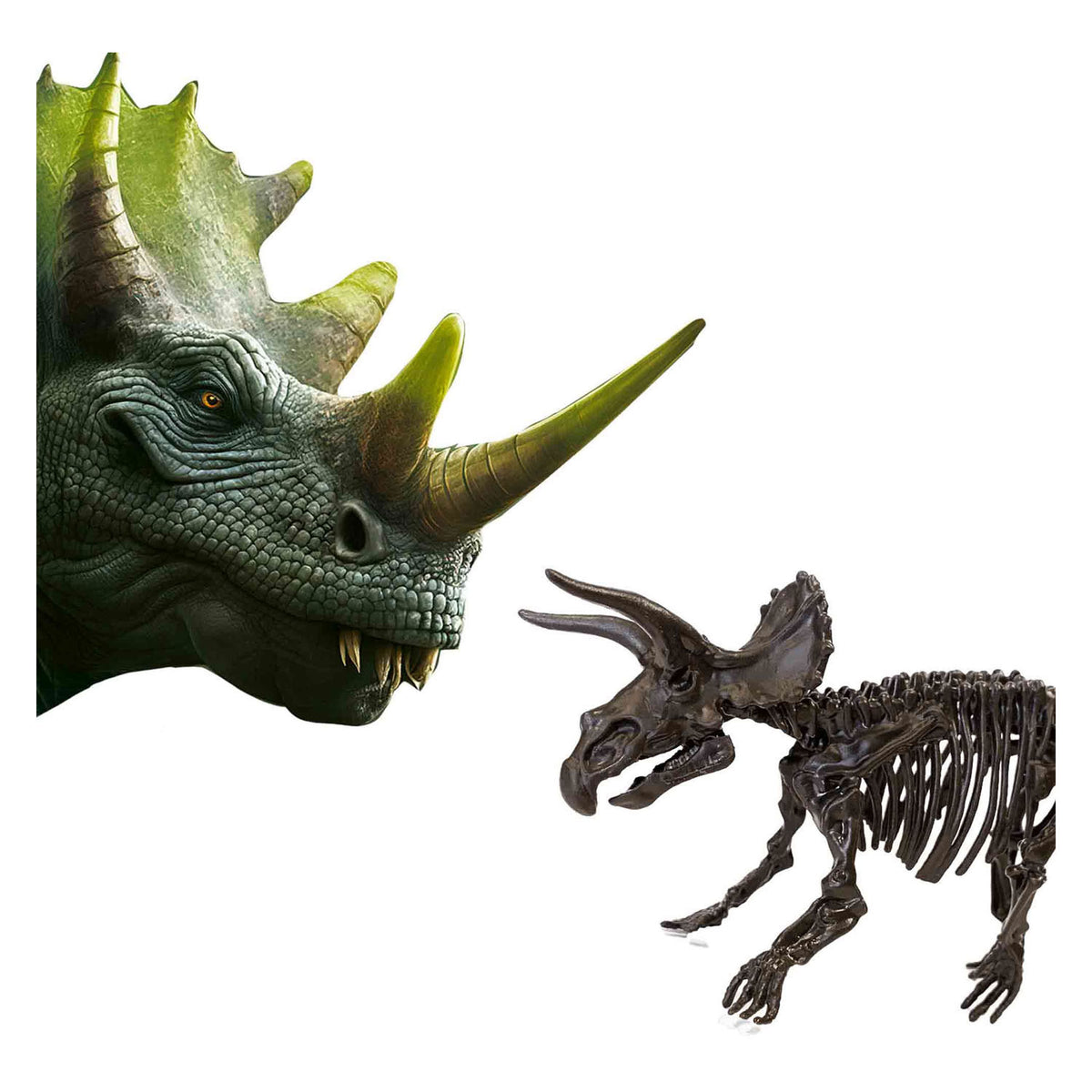 Ses eksploruj dino i szkielet wykopane 2in1 - Triceratops