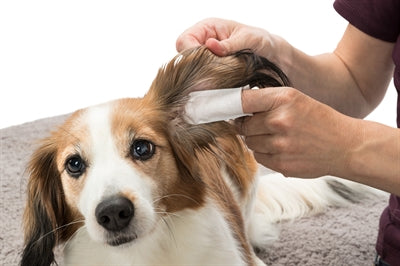 Trixie Ear Care Pinchpads