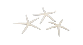 Pb. 16 finger starfish natural 7-10 cm