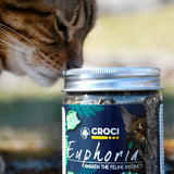 Doniczka z kocimiętką Croci Euphoria