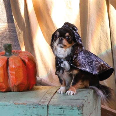 Croci Dog Cape Podstępny Duch