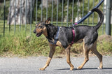Szelki dla psa Morso H-szelki z recyklingu, Power Flow, czarne