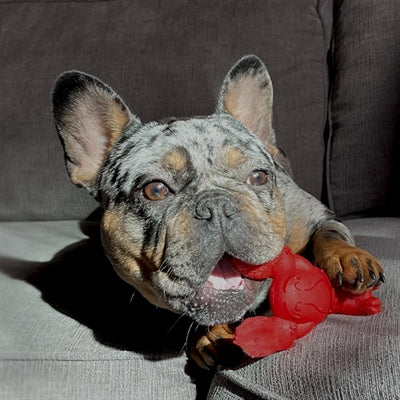 Nylabone ekstremalny homara filet mignons smak