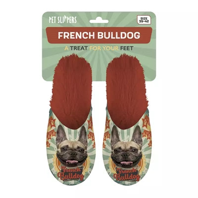 pantofelek buldog francuski buldog francuski pomarańczowy