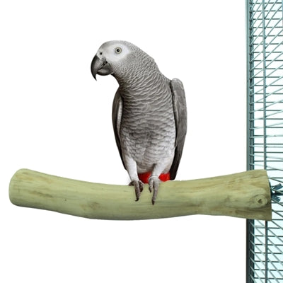 Tylny ogród zoologiczny natura okoń jawajski