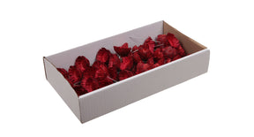 W b. 50 protea compacta wire 10 cm red